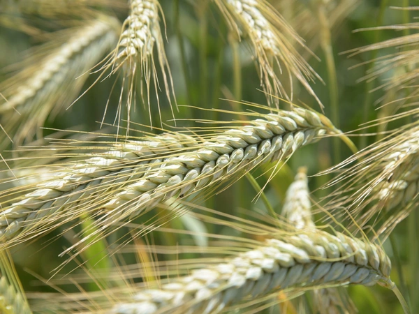 Résultats d&#039;essais Triticale