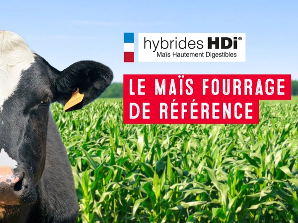 Rendement et digestibilité assurés avec les maïs fourrage HDi®