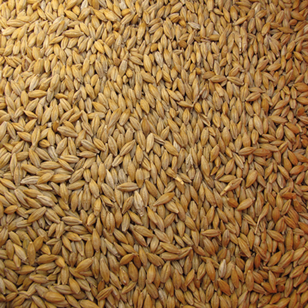 Alimentation animale bio ORGE en Grain BIO - Produit en France