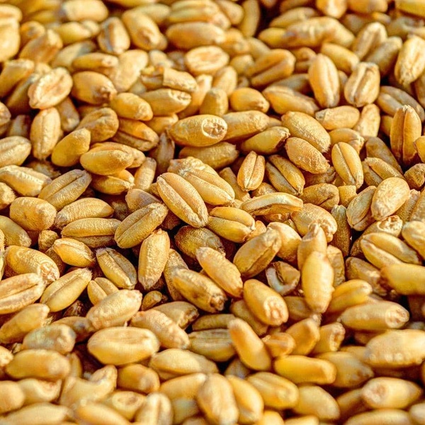 Quelle est la différence entre le son de blé et germe de blé