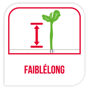 FaiblÉlong