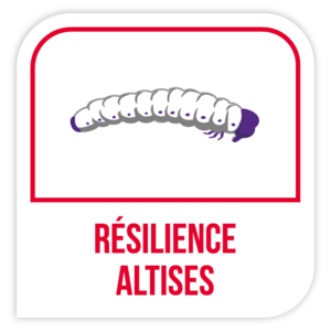 Résilience altises