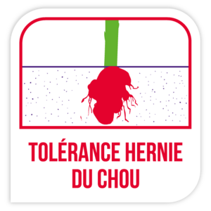 Tolérance hernie du chou