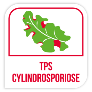 TPS cylindrosporiose