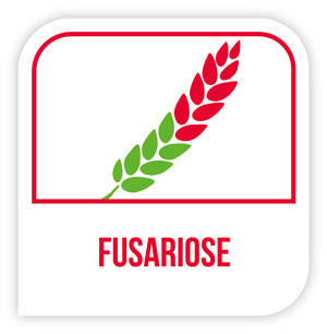 Fusariose