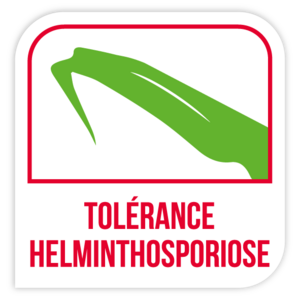 Tolérance helminthosporiose