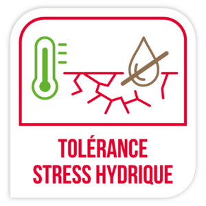 Tolérance stress hydrique