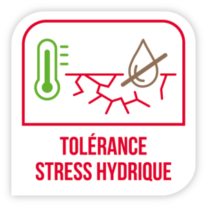 Tolérance stress hydrique