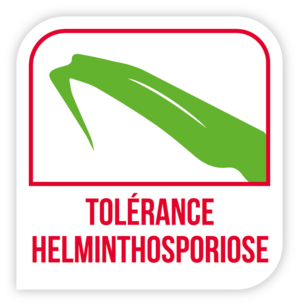 Tolérance helminthosporiose