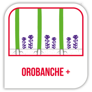 Orobanche +