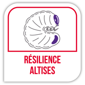 Résilience altises