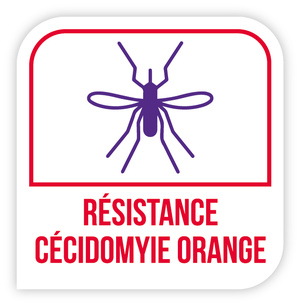 Résistance cécidomyie orange