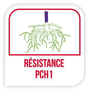 Résistance PCH1