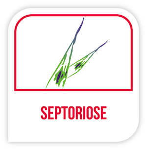 Septoriose