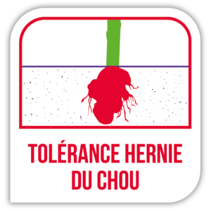 Tolérance hernie du chou