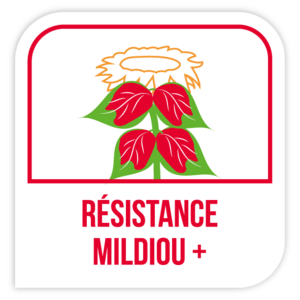 Résistance mildiou +