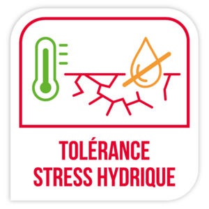 Tolérance stress hydrique