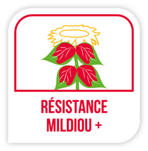 Résistance mildiou +