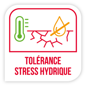 Tolérance stress hydrique