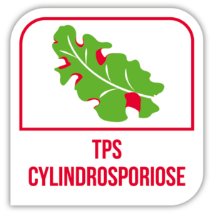 TPS cylindrosporiose