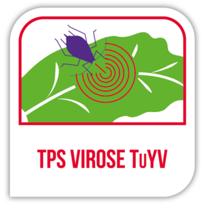 TPS virose TuYV