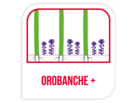 Orobanche +