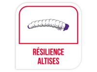 Résilience altises