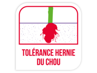 Tolérance hernie du chou