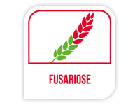 Fusariose