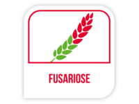 Fusariose