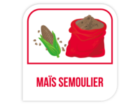 Maïs semoulier