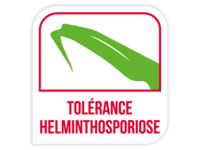 Tolérance helminthosporiose