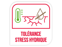 Tolérance stress hydrique