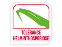 Tolérance helminthosporiose