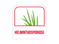 Helminthosporiose