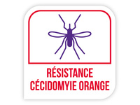 Résistance cécidomyie orange