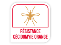 Résistance cécidomyie orange