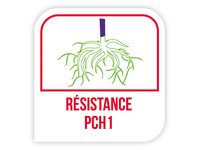 Résistance PCH1