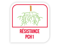 Résistance PCH1