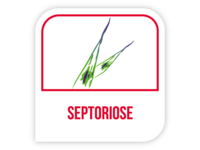 Septoriose