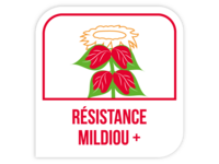 Résistance mildiou +