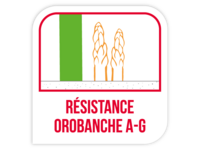 Résistance orobanche A-G