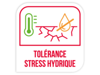 Tolérance stress hydrique