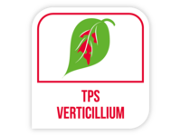 TPS verticillium