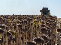 Tournesol