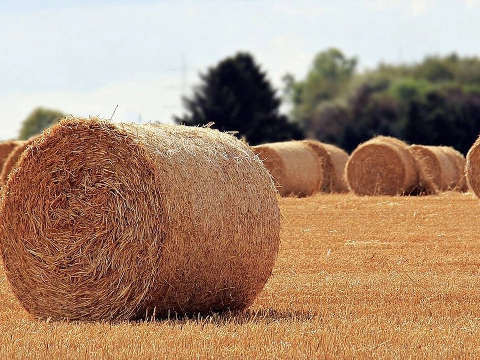 Tous nos conseils sur la culture du triticale, du semis à la récolte.