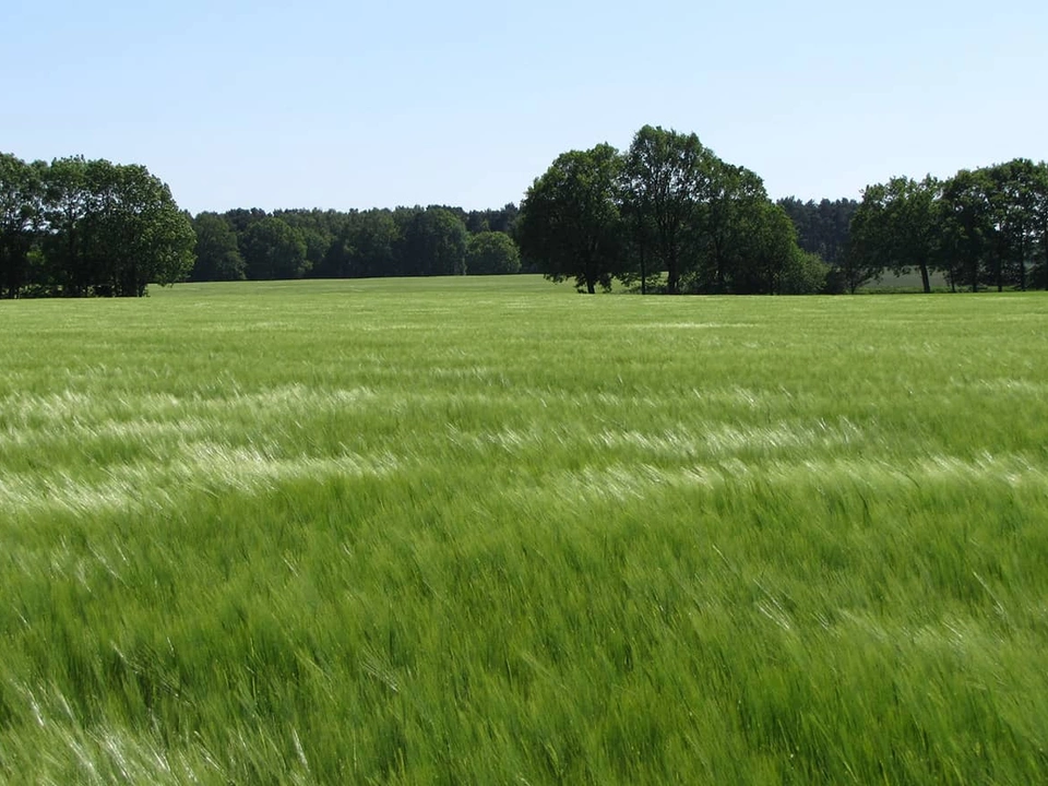 Tous nos conseils sur la culture de l'orge, du semis à la valorisation.