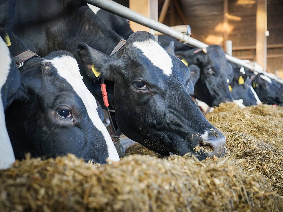 Tous nos conseils sur la culture et le semis des espèces valorisées pour la Nutrition Animale