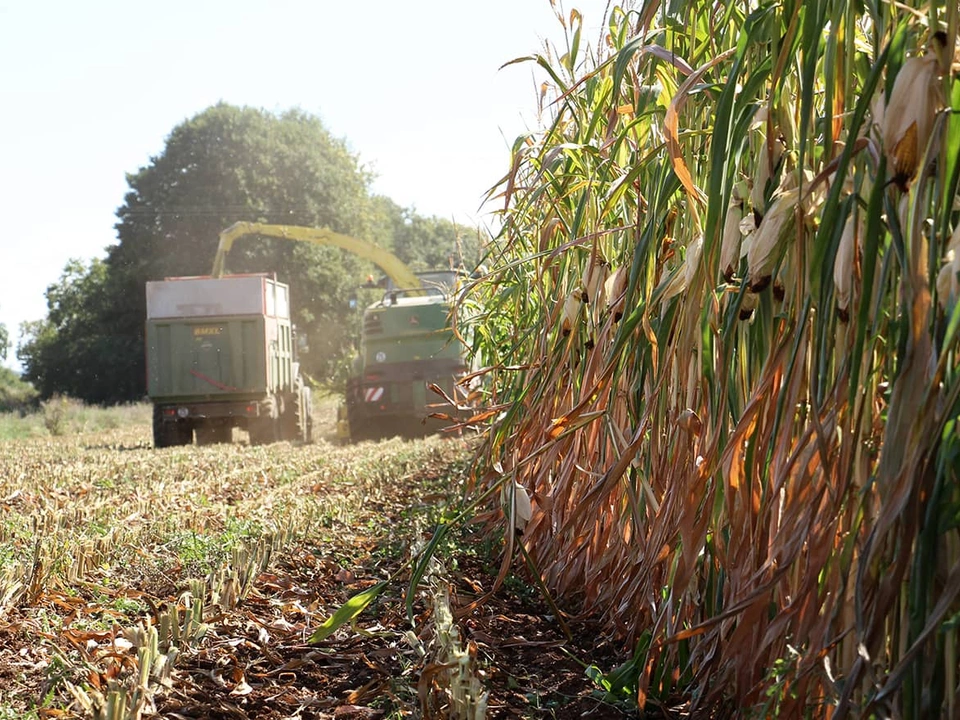 Tous nos conseils sur la culture du maïs ensilage, du semis au silo.