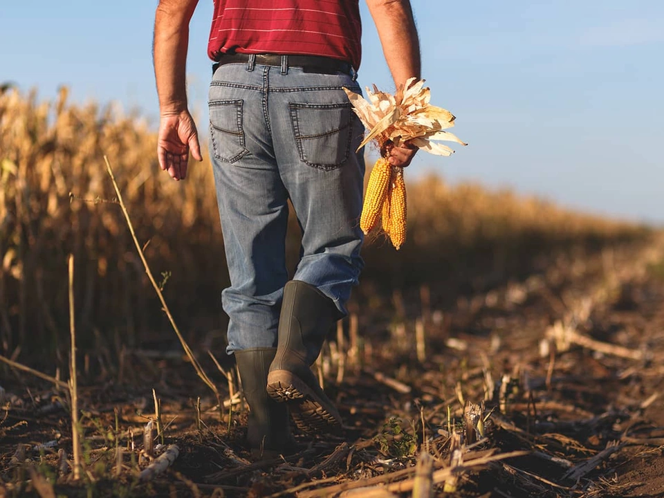 Tous nos conseils sur la culture du maïs grain.